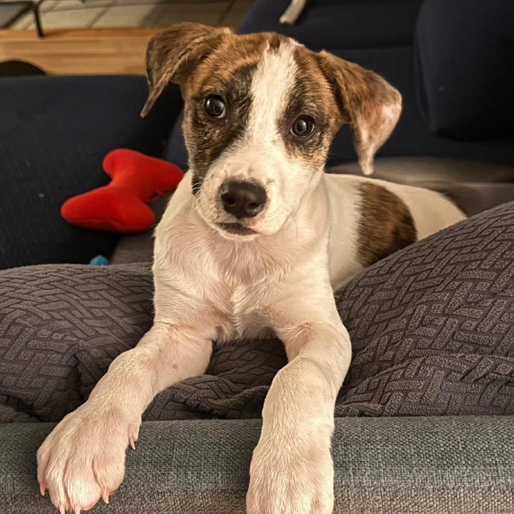 Enlarge Dory, a Adoptable mixed breed in Olathe, KS image 1/6