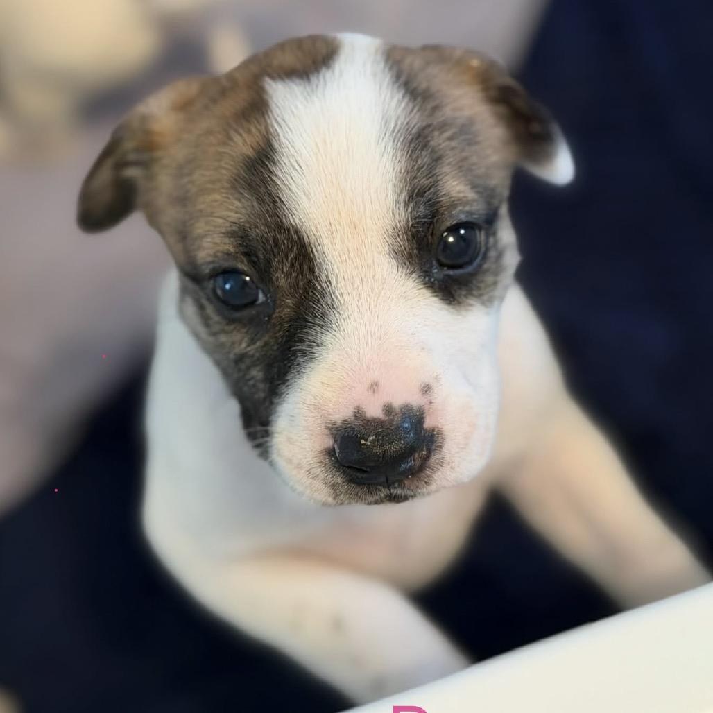 Enlarge Dory, a Adoptable mixed breed in Olathe, KS image 5/6