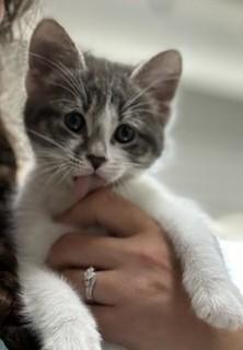 Freezie, an adoptable Domestic Short Hair in wetaskiwin, AB, t9a 2j4 | Photo Image 1