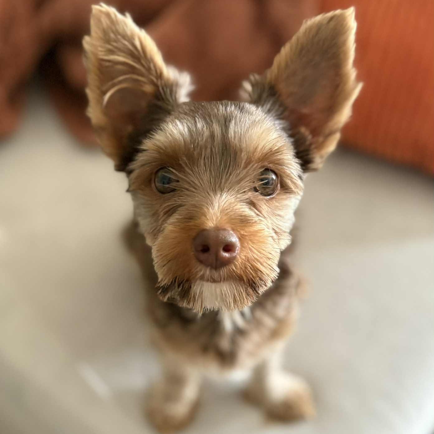 Coco