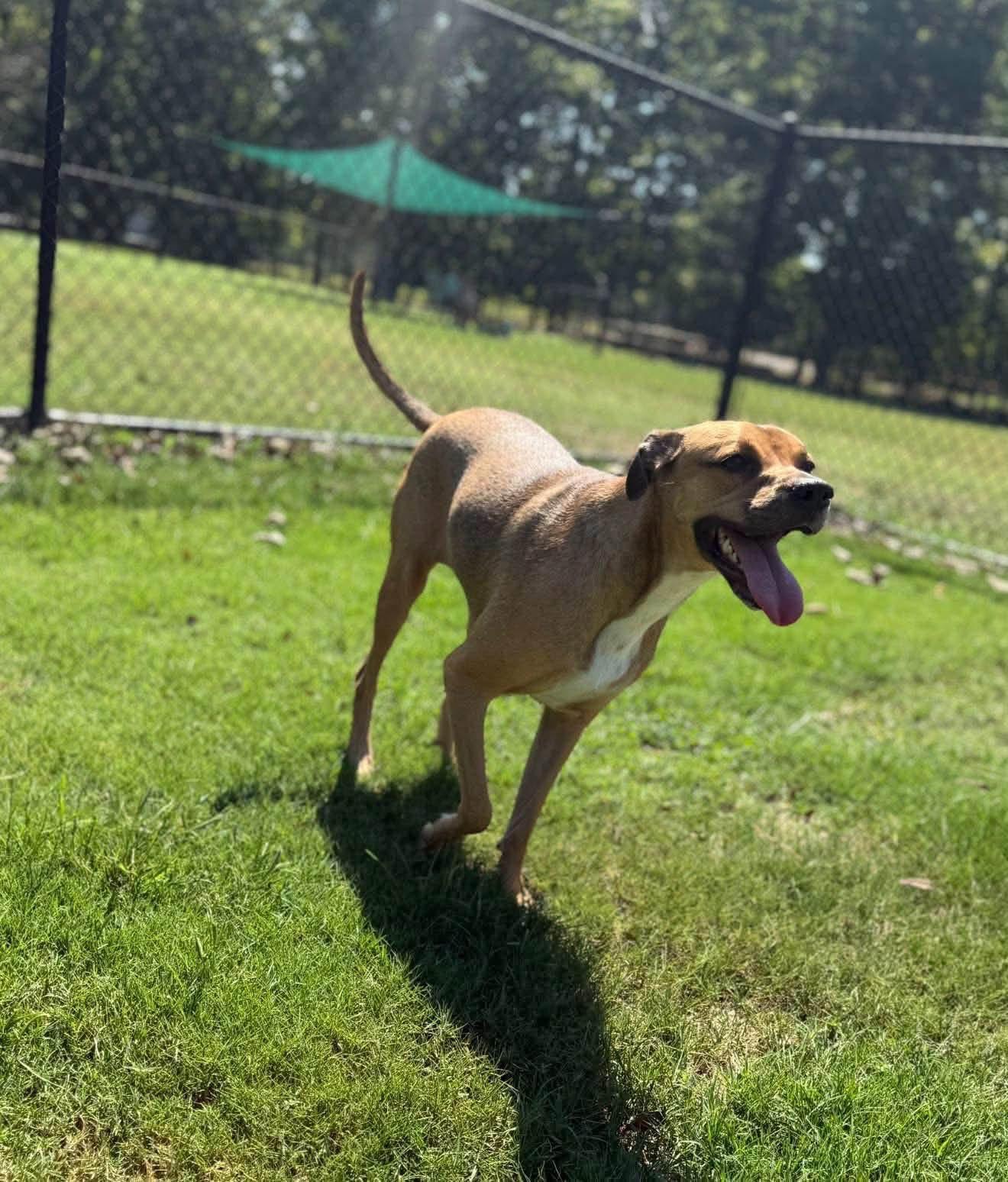 Enlarge Ingrid, a Adopted mixed breed in Alexander, AR image 3/6