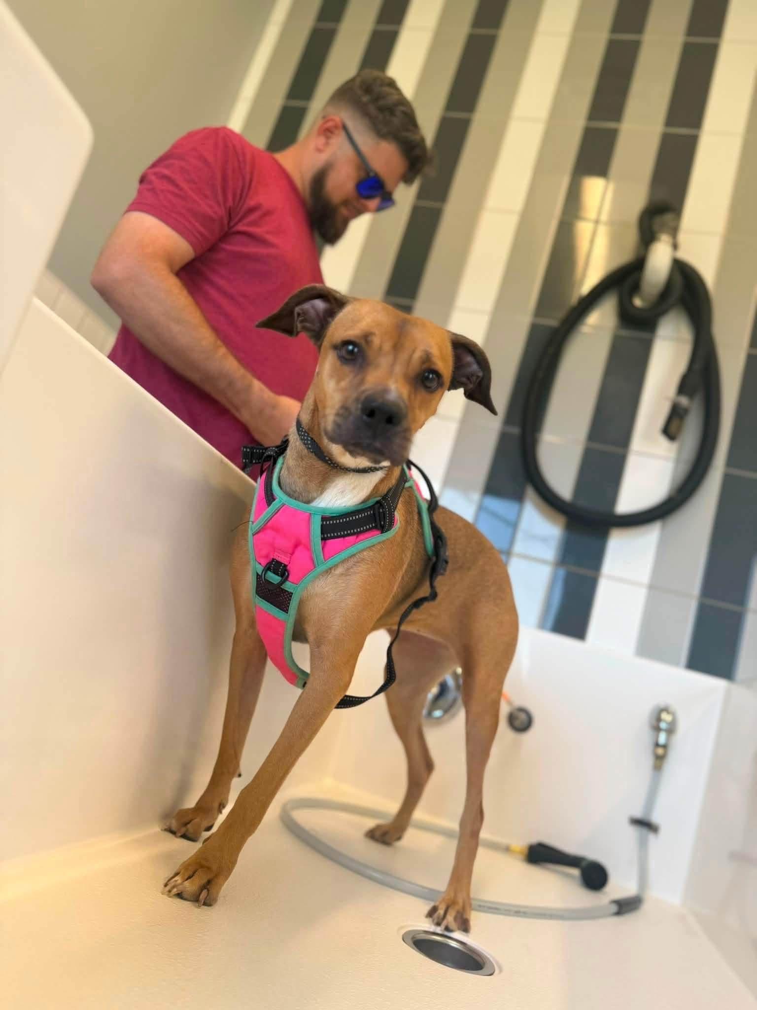 Enlarge Ingrid, a Adopted mixed breed in Alexander, AR image 2/6