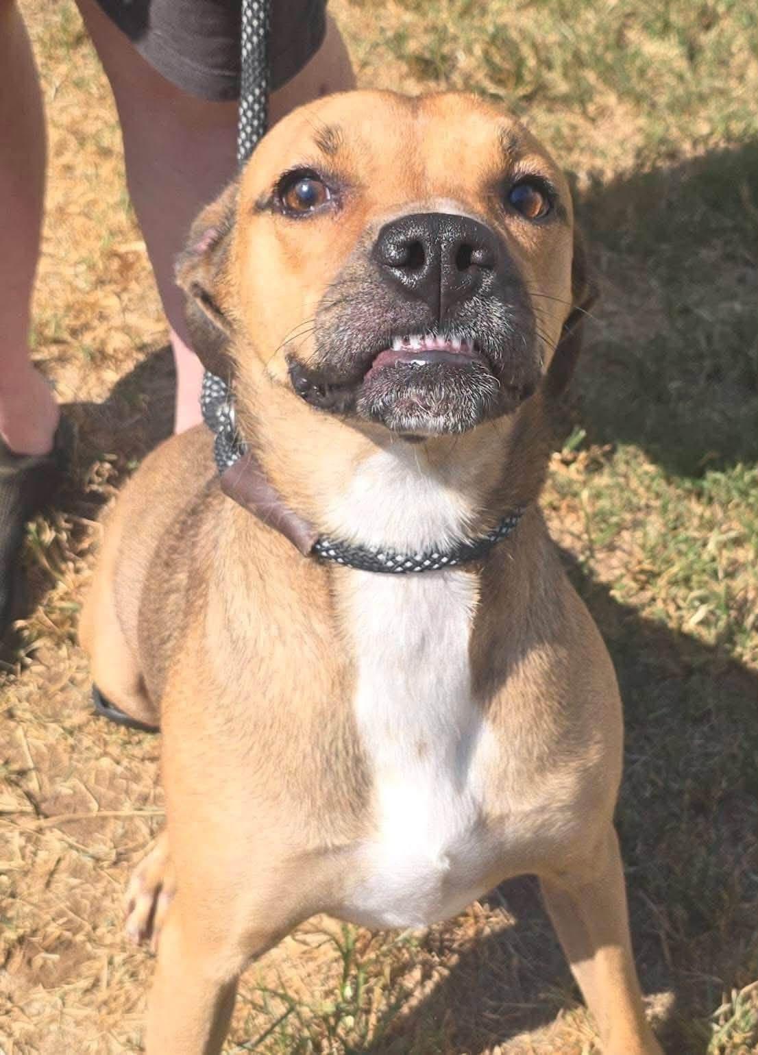 Ingrid, Adopted, Young Female Boxer.