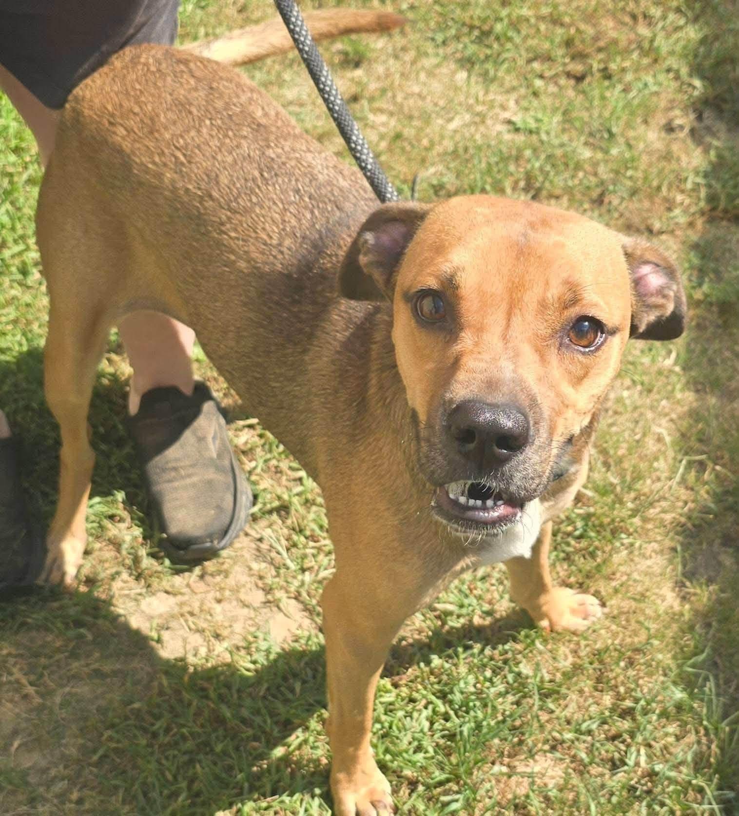 Enlarge Ingrid, a Adopted mixed breed in Alexander, AR image 6/6