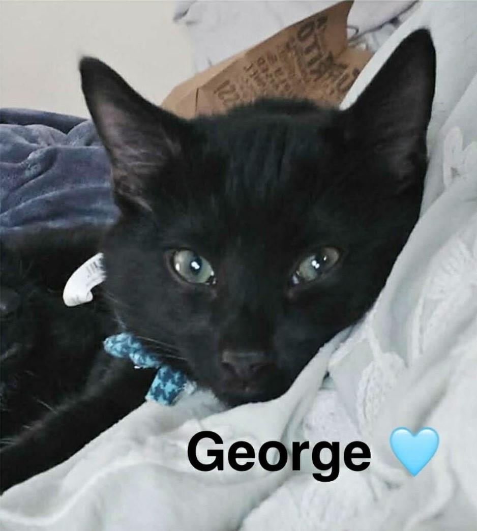 George, ADOPTABLE, Kitten Male Domestic Short Hair.