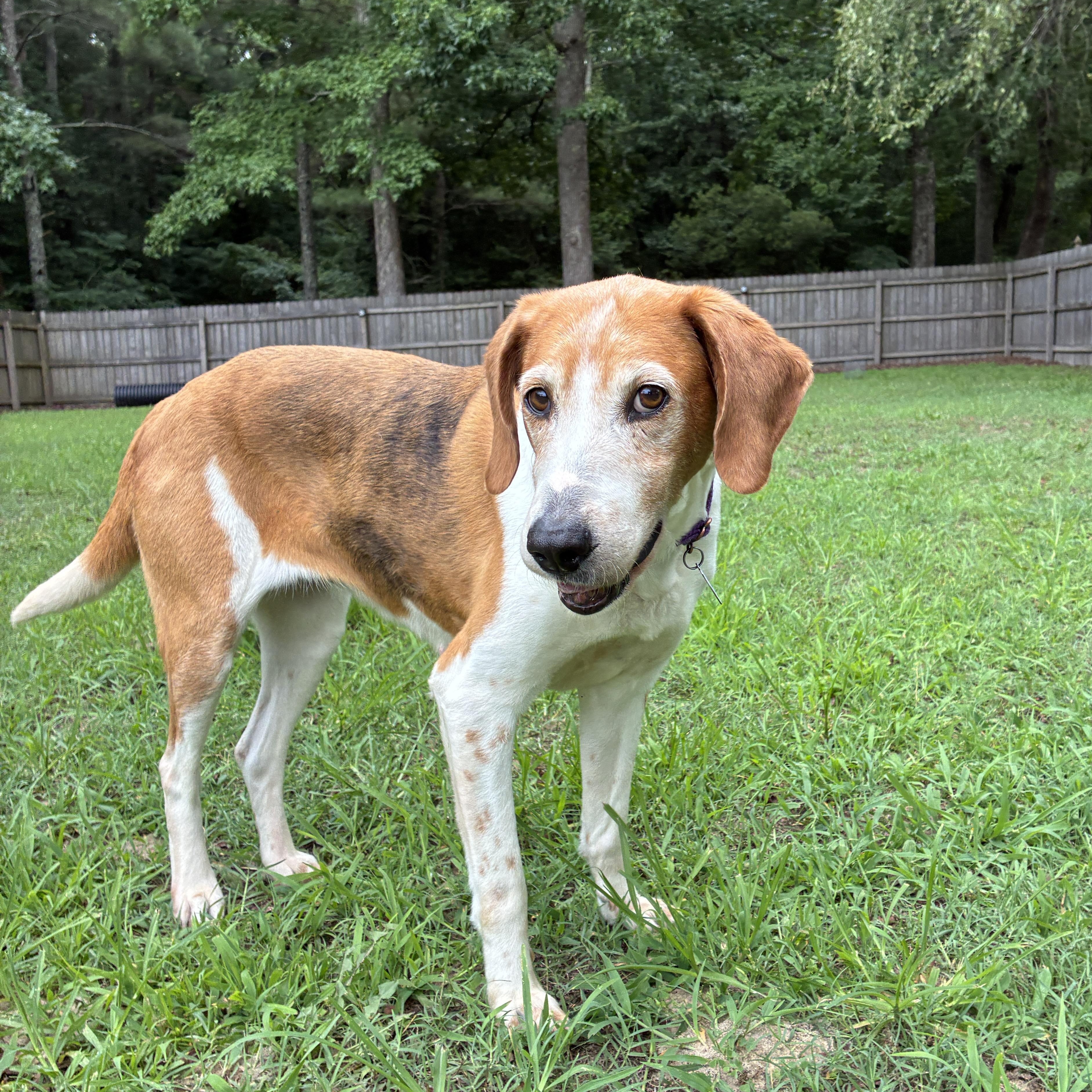 Budgie, a ADOPTABLE Treeing Walker Coonhound in Suffolk, VA image 2/6