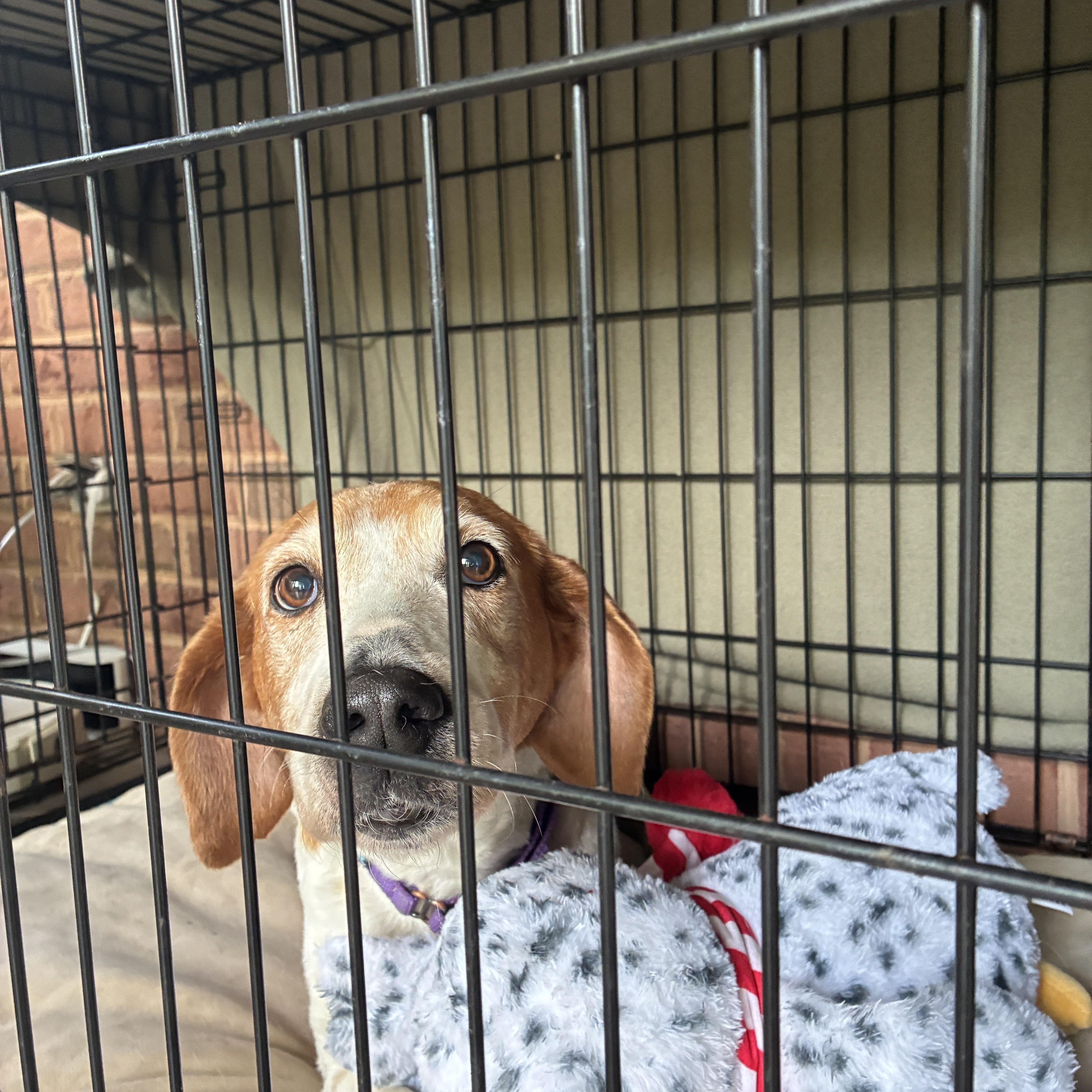 Budgie, a ADOPTABLE Treeing Walker Coonhound in Suffolk, VA image 4/6