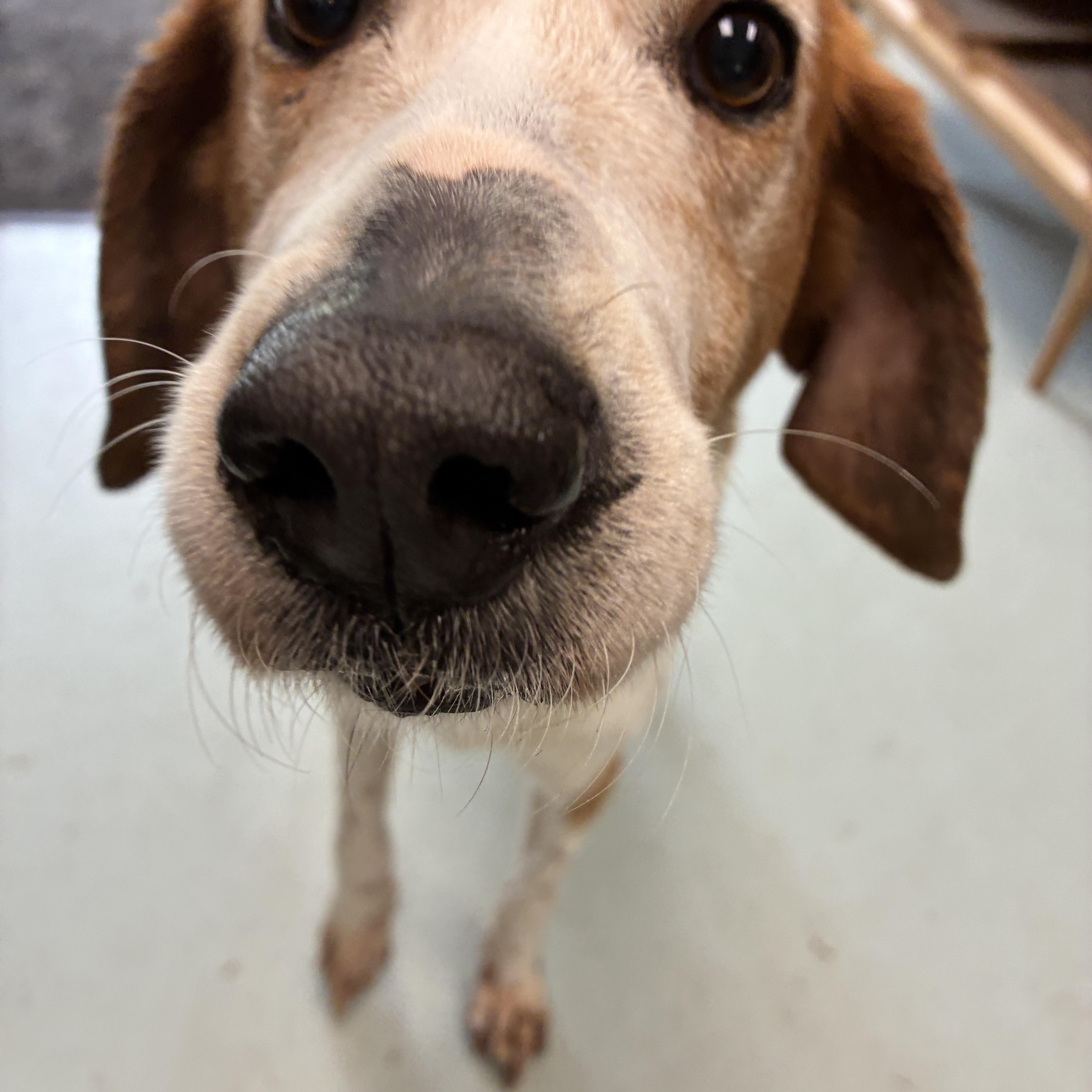Budgie, a ADOPTABLE Treeing Walker Coonhound in Suffolk, VA image 3/6