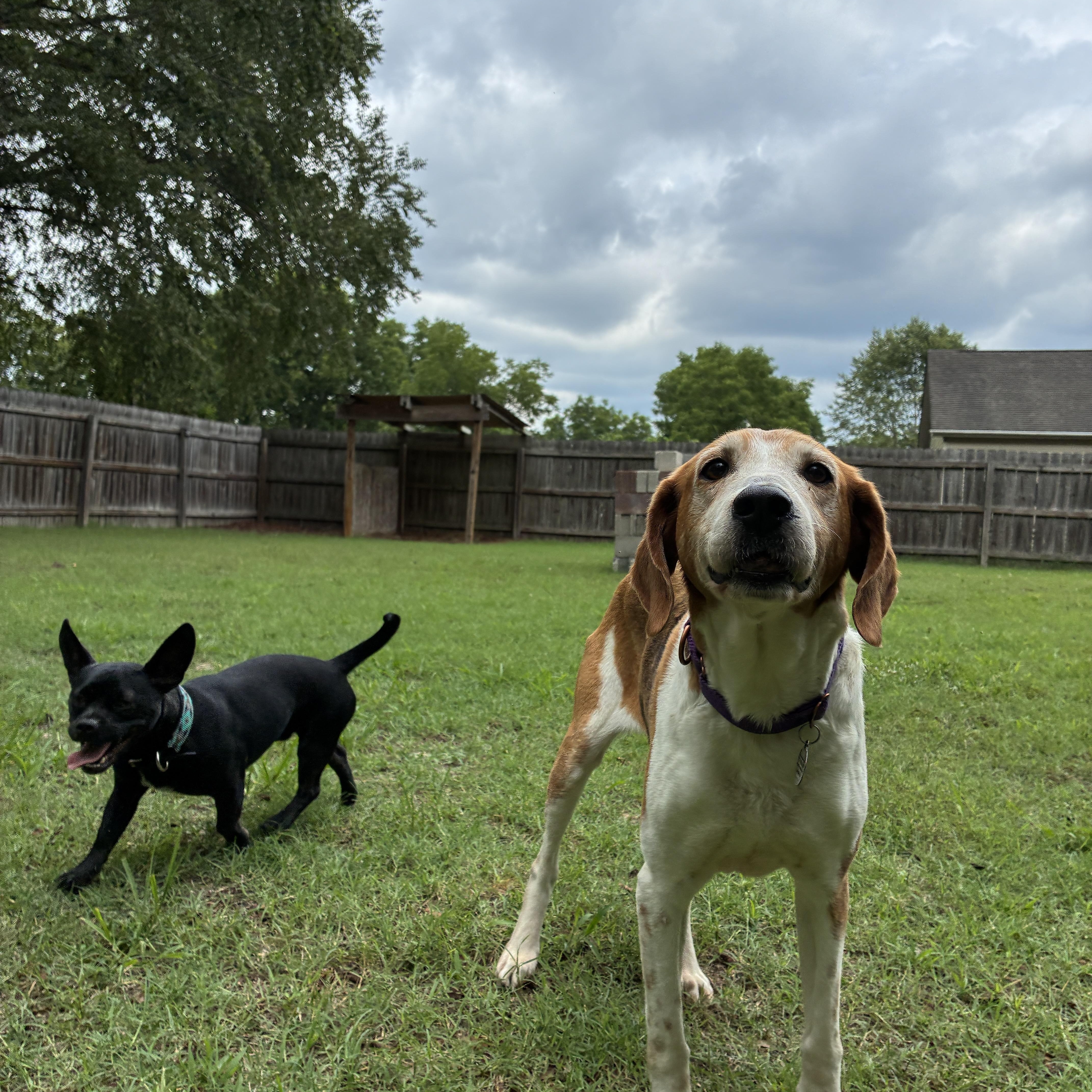 Budgie, a ADOPTABLE Treeing Walker Coonhound in Suffolk, VA image 5/6