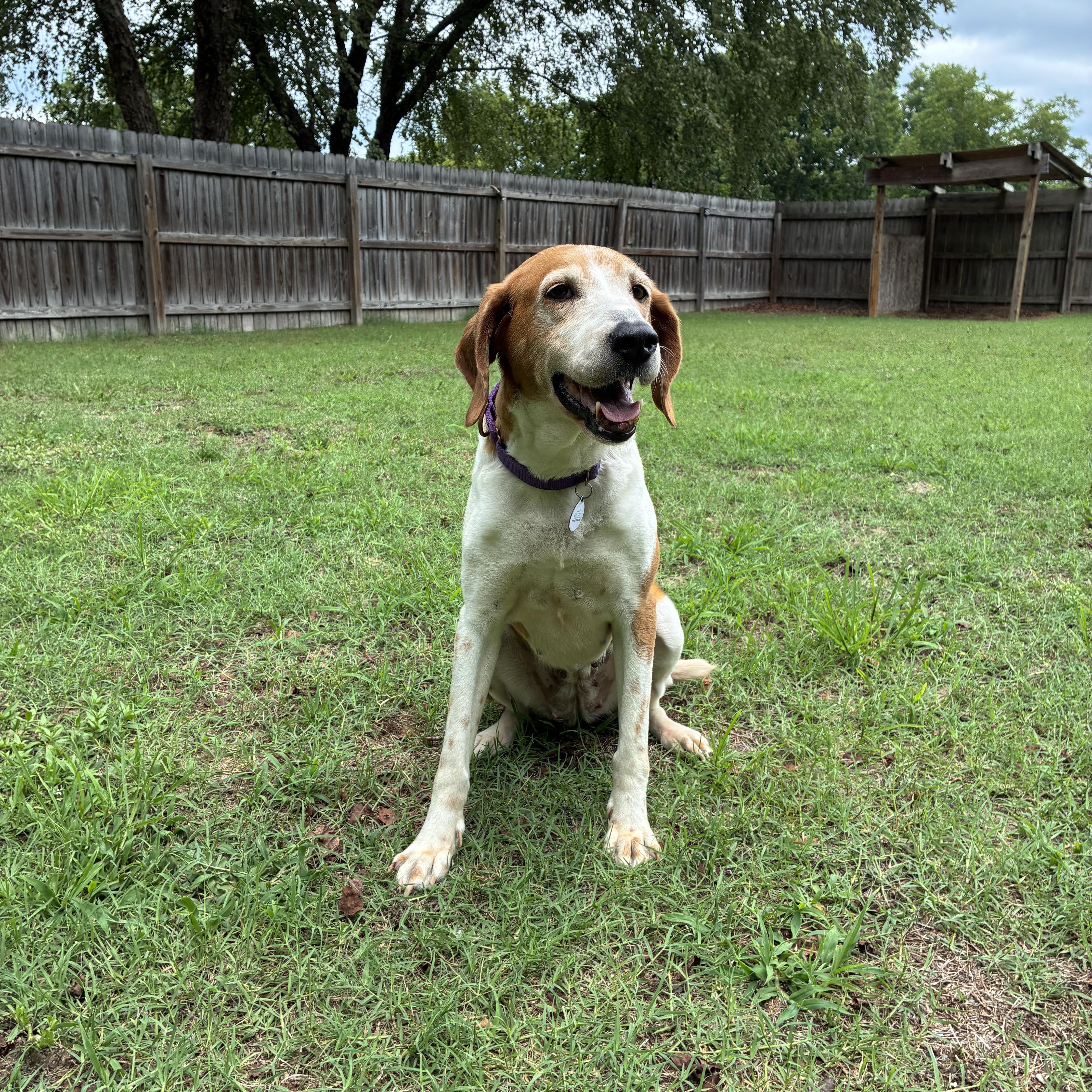 Budgie, a ADOPTABLE Treeing Walker Coonhound in Suffolk, VA image 1/6
