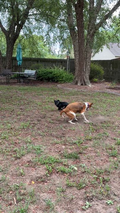 Enlarge Budgie, a ADOPTABLE Treeing Walker Coonhound in Suffolk, VA video 6/6