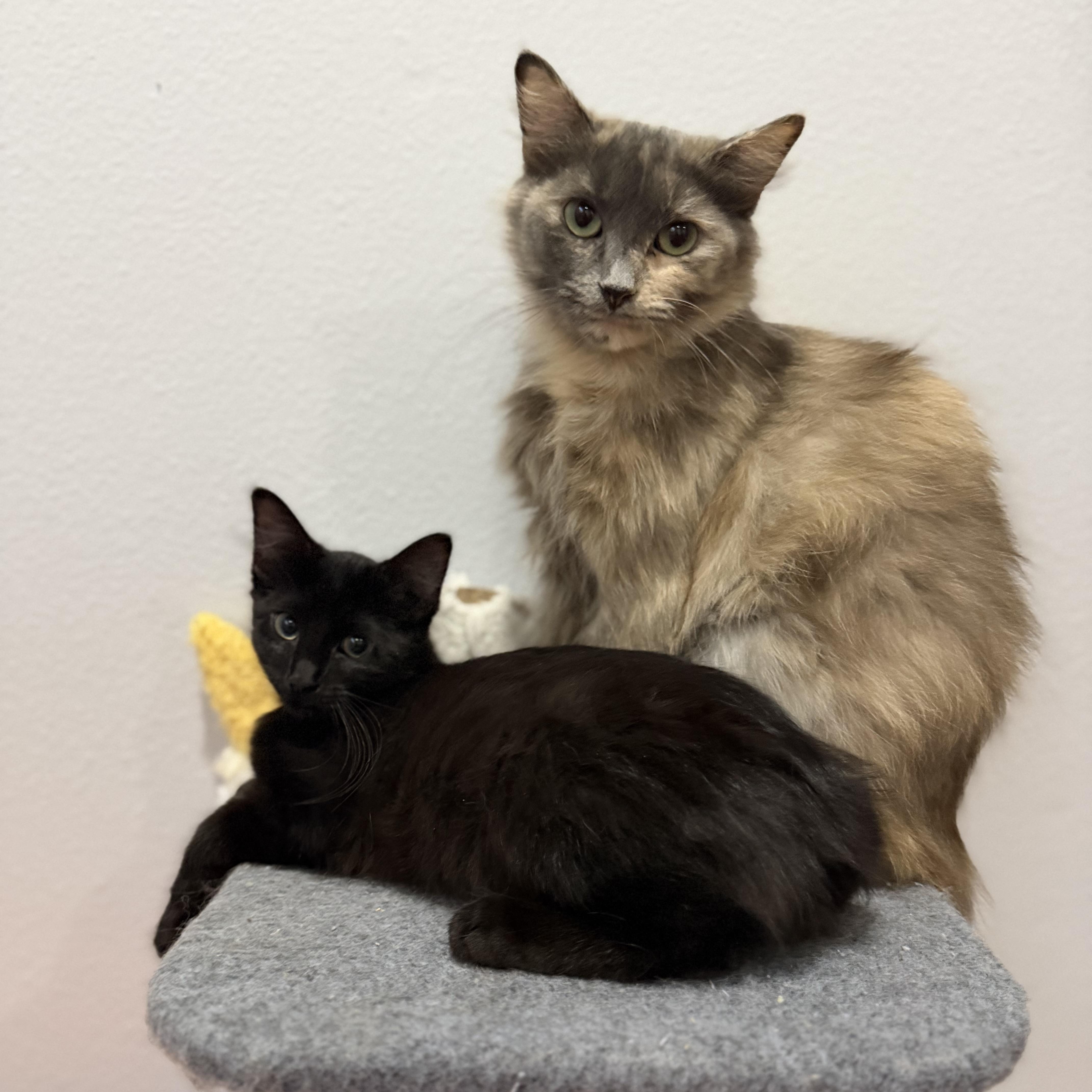 Enlarge Lexus, a Adopted Domestic Short Hair in Tampa, FL image 2/3