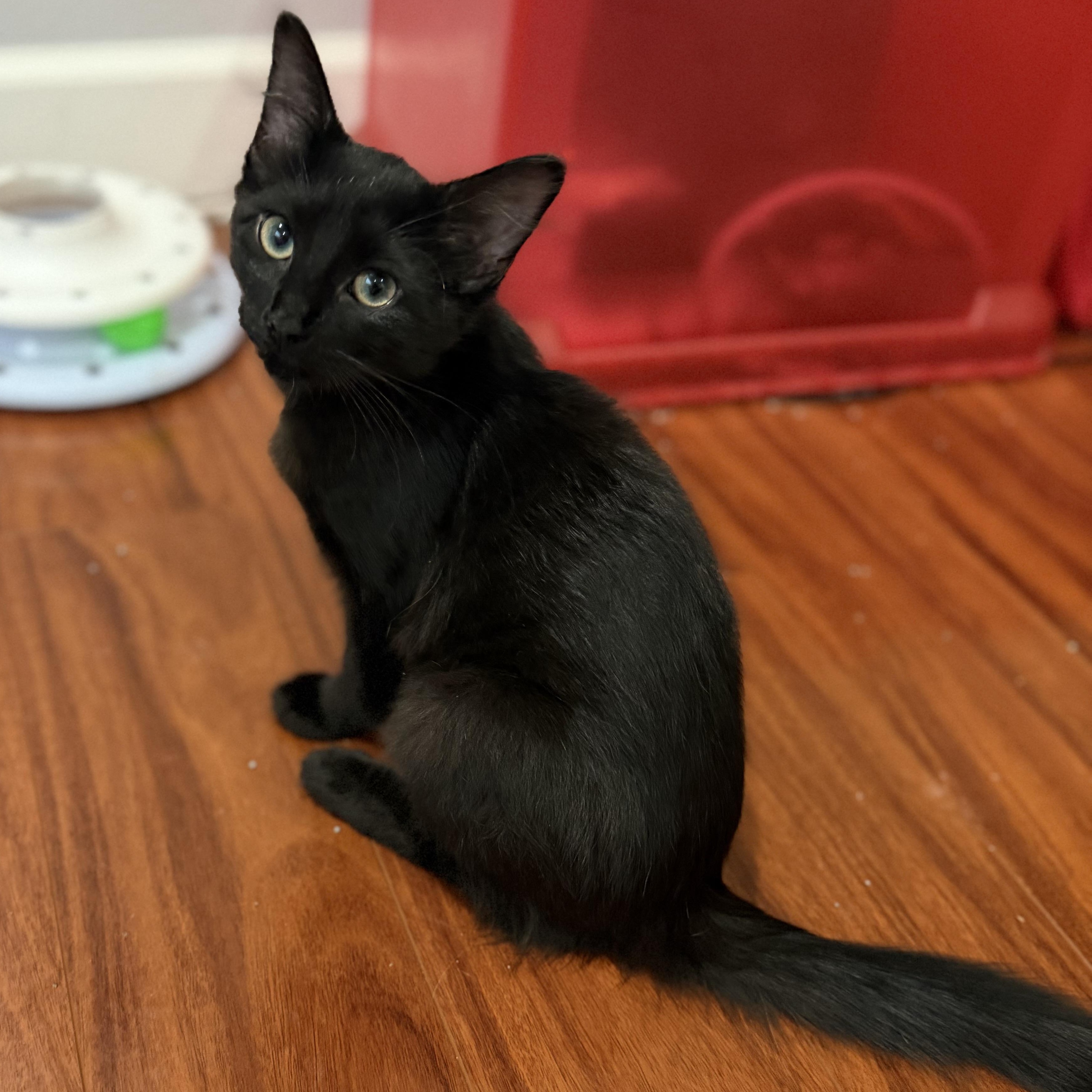Enlarge Lexus, a Adopted Domestic Short Hair in Tampa, FL image 1/3