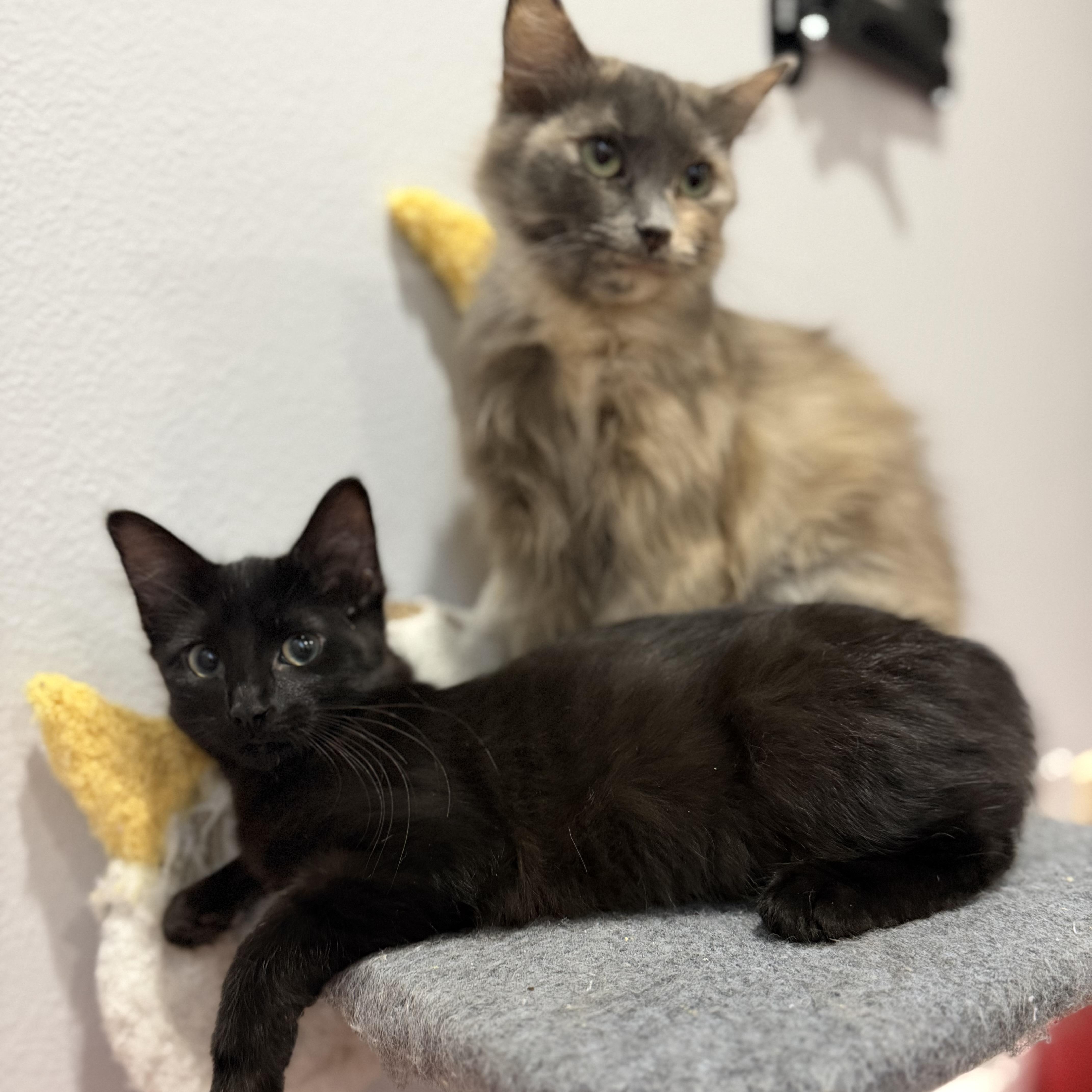 Enlarge Lexus, a Adopted Domestic Short Hair in Tampa, FL image 3/3