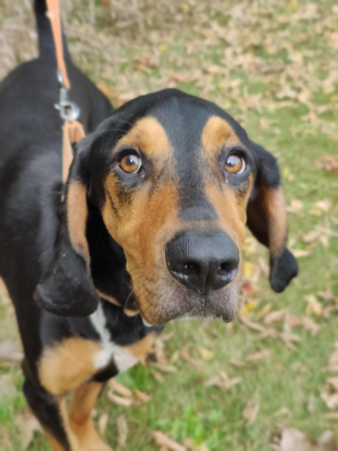 Cletus (STRAY)