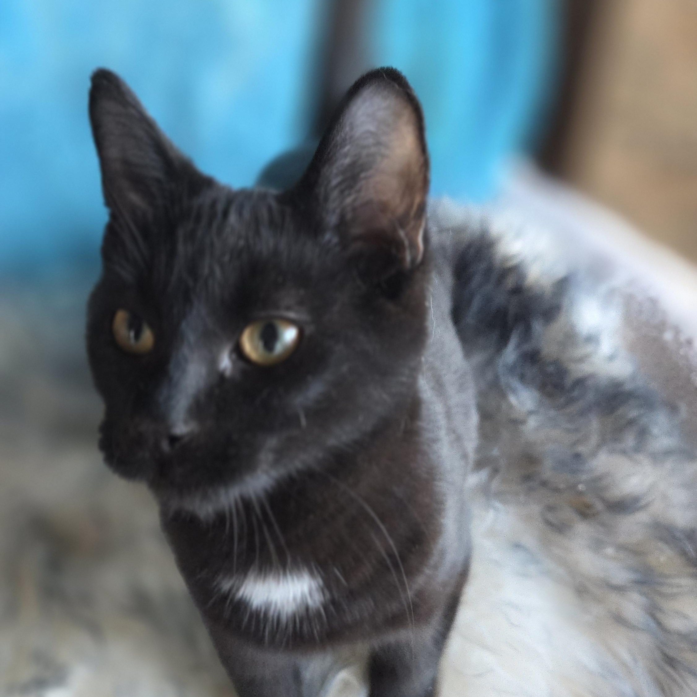 Enlarge REUBEN , a ADOPTABLE mixed breed in Harrison, MI image 1/4