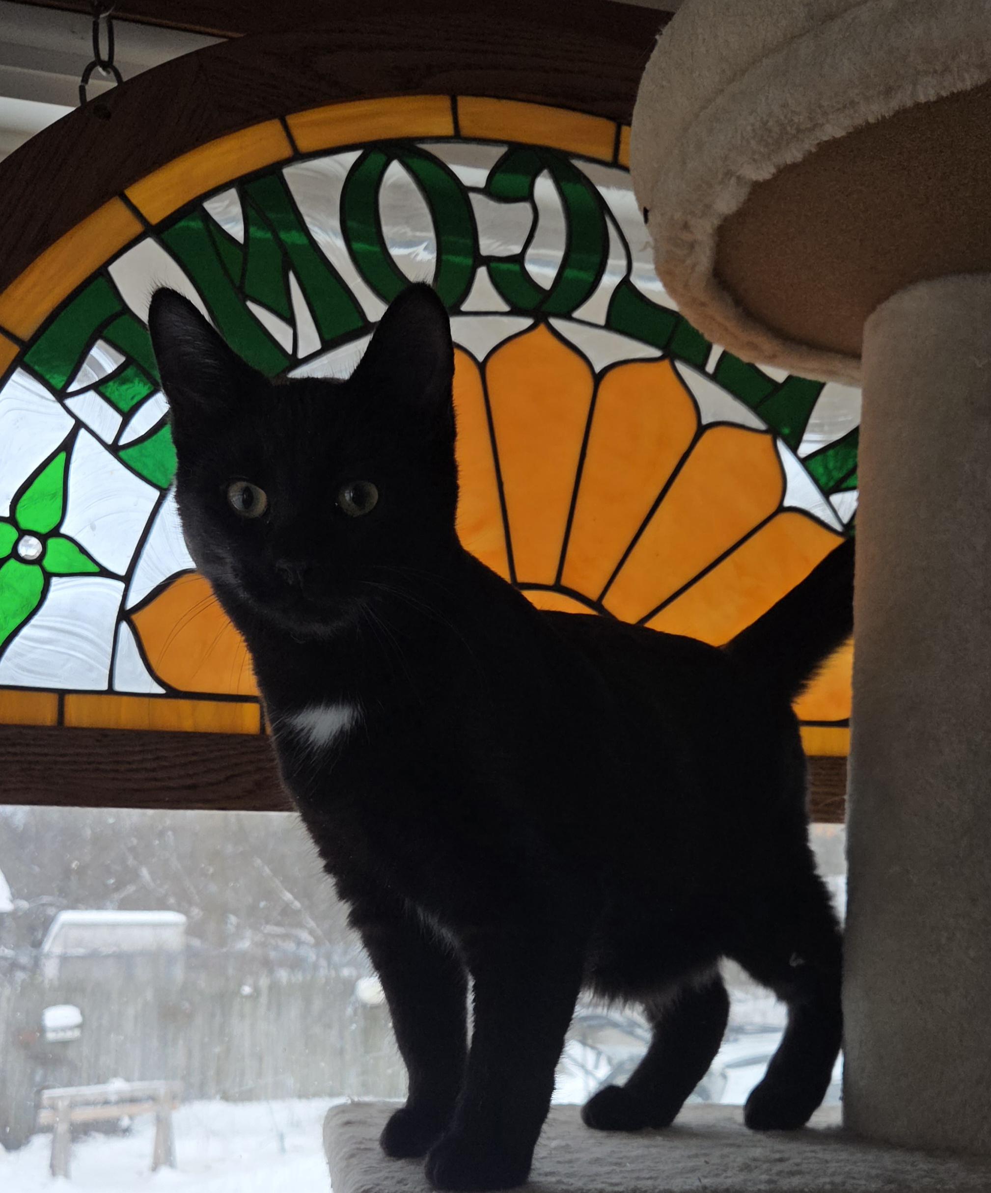 Enlarge REUBEN , a ADOPTABLE mixed breed in Harrison, MI image 2/4