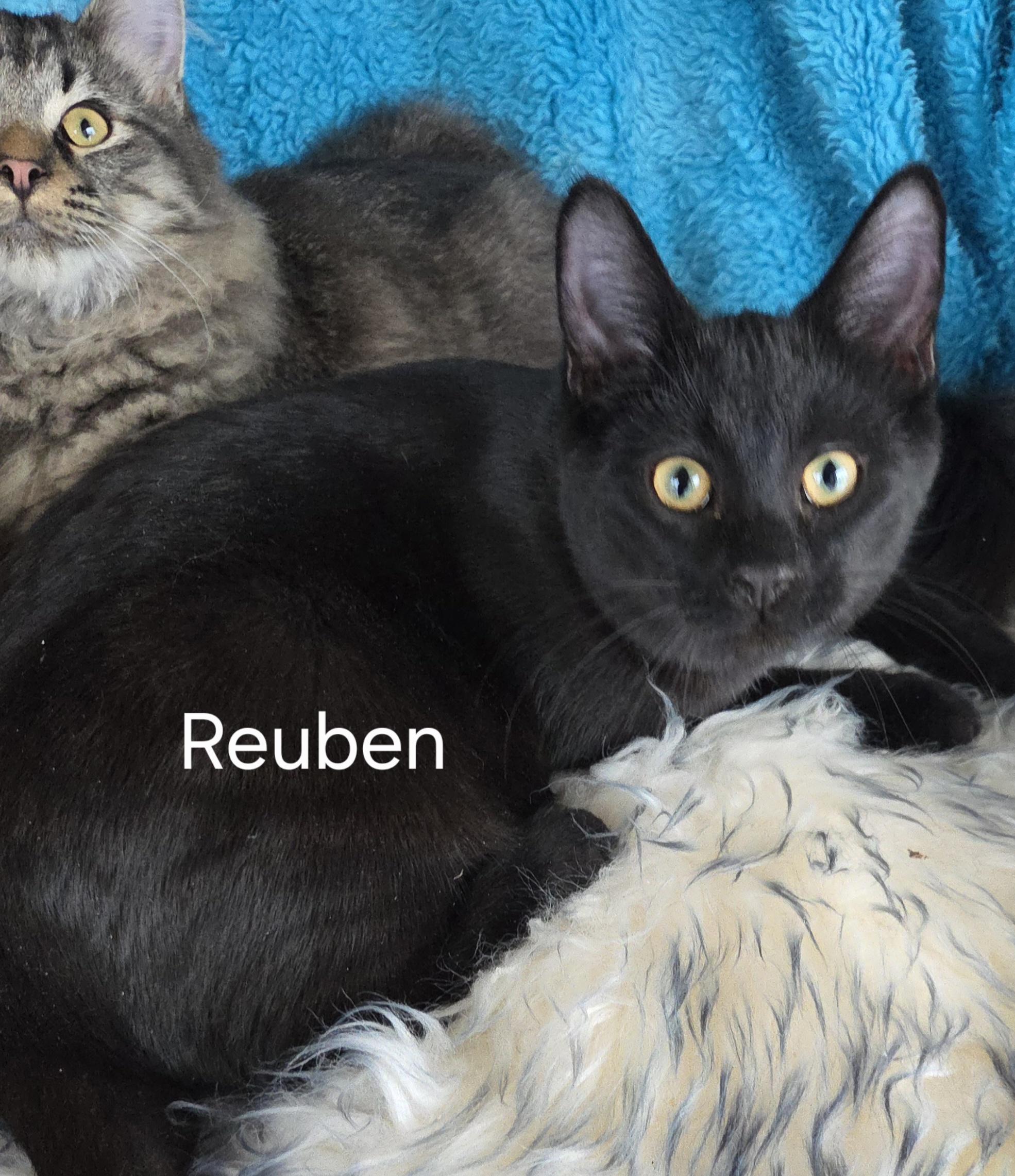 Enlarge REUBEN , a ADOPTABLE mixed breed in Harrison, MI image 3/4