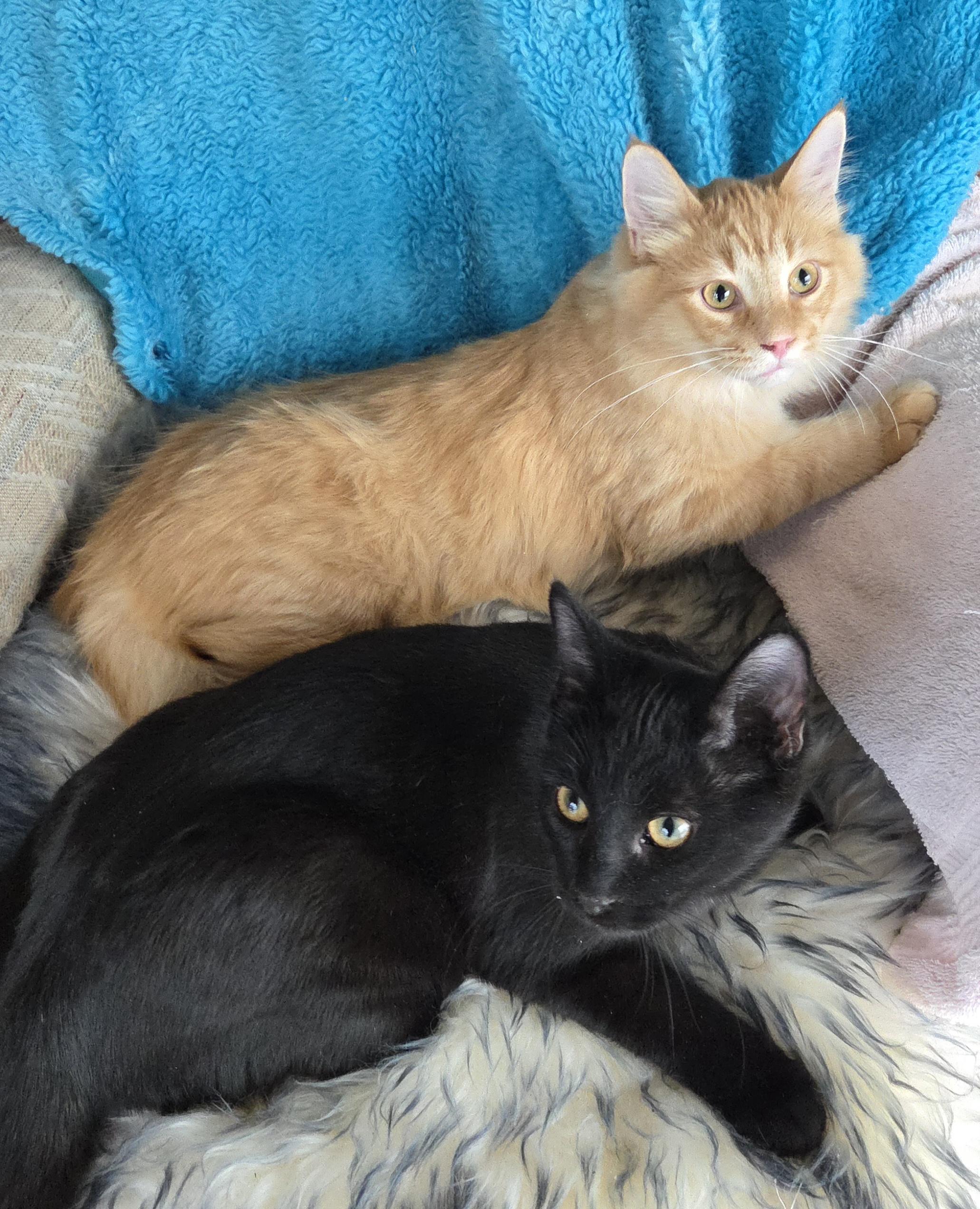 Enlarge REUBEN , a ADOPTABLE mixed breed in Harrison, MI image 4/4