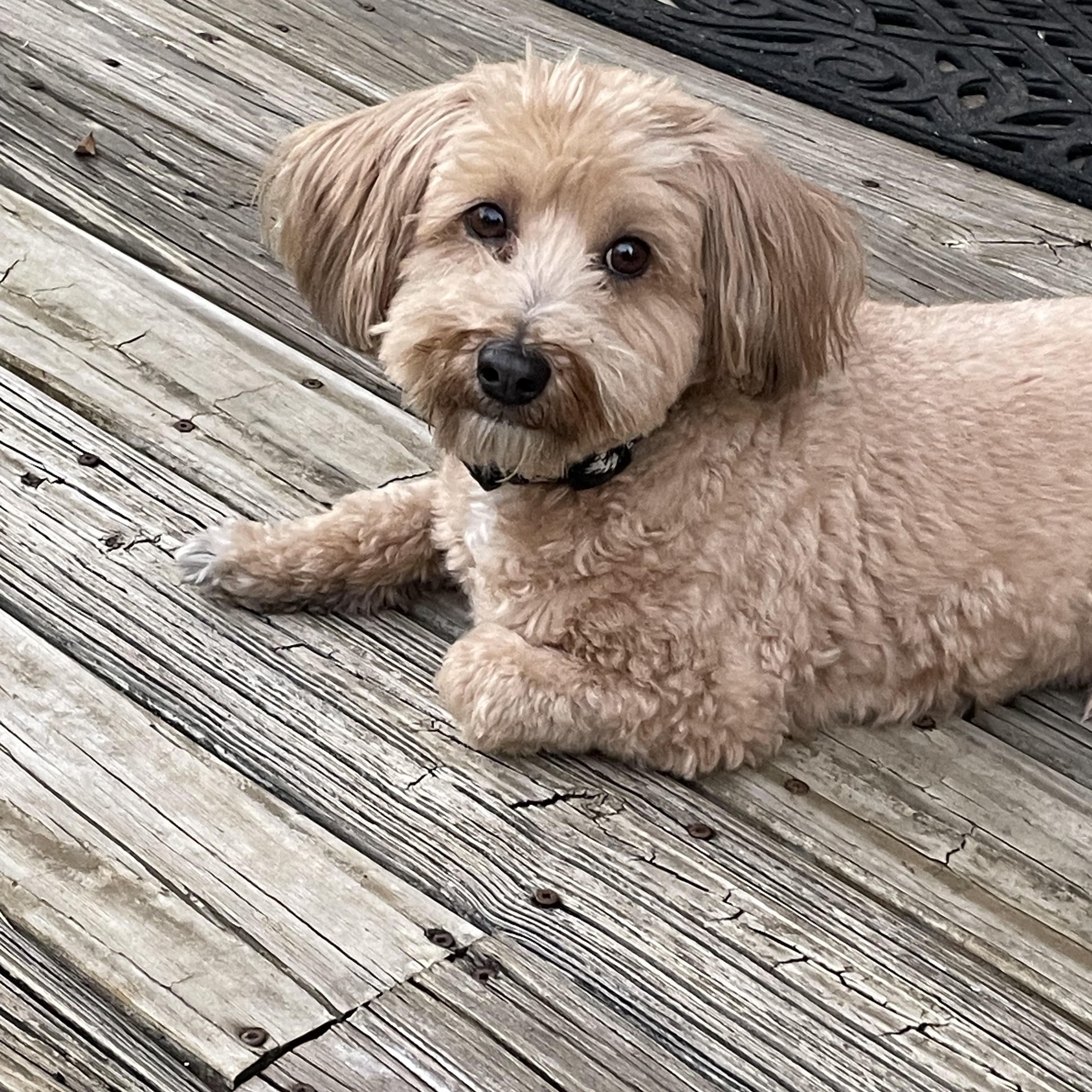 Enlarge Winston, an adopted Havanese in Austin, TX image 1/4