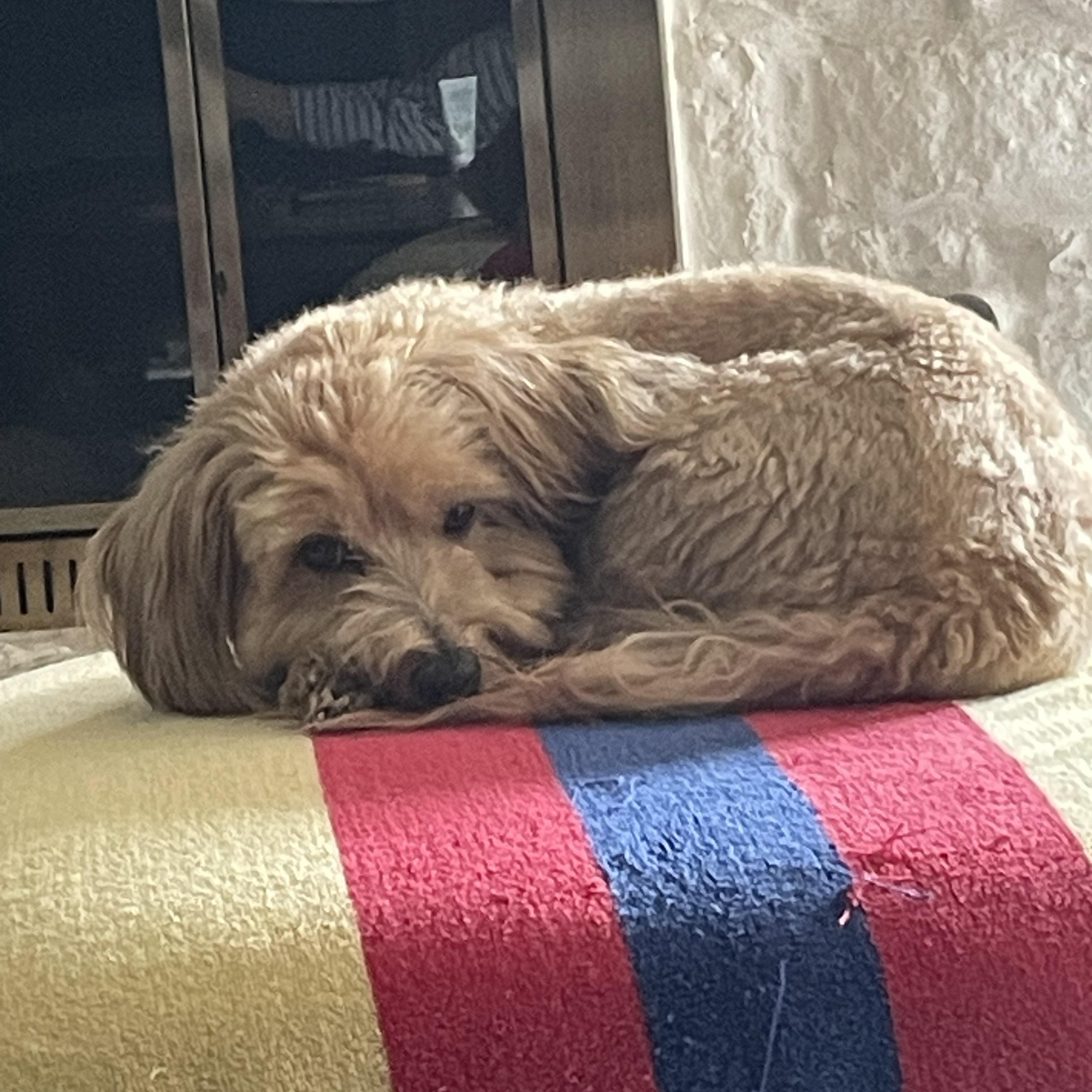 Enlarge Winston, an adopted Havanese in Austin, TX image 4/4