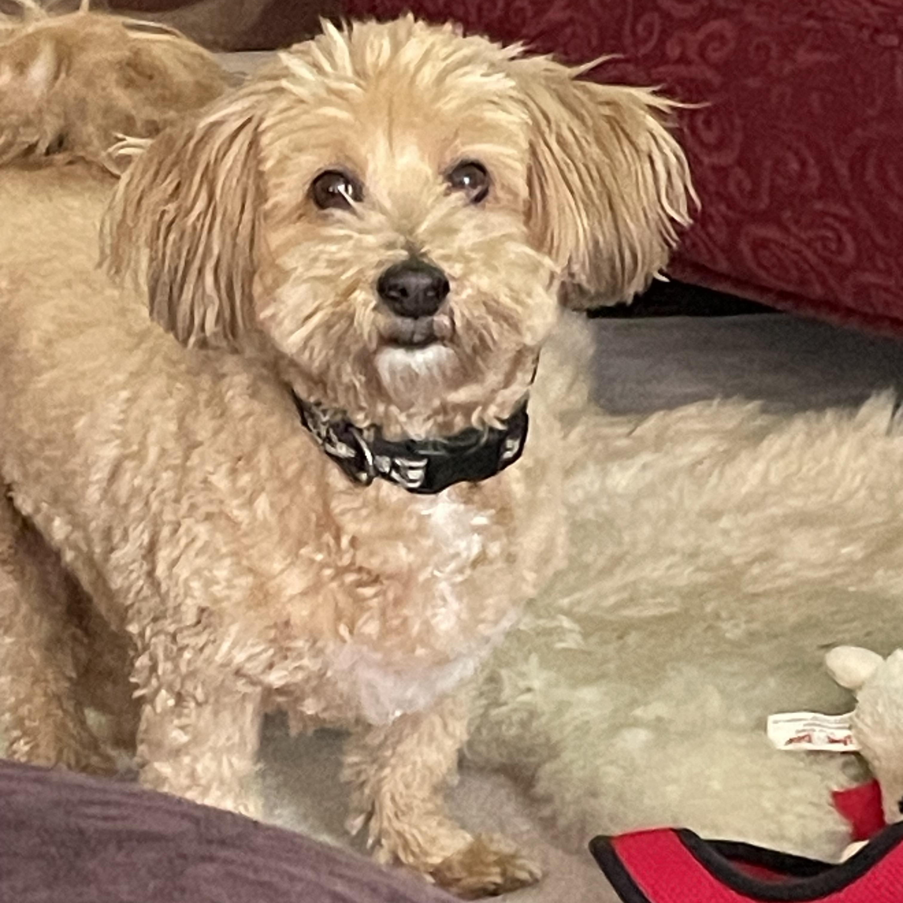 Enlarge Winston, an adopted Havanese in Austin, TX image 3/4