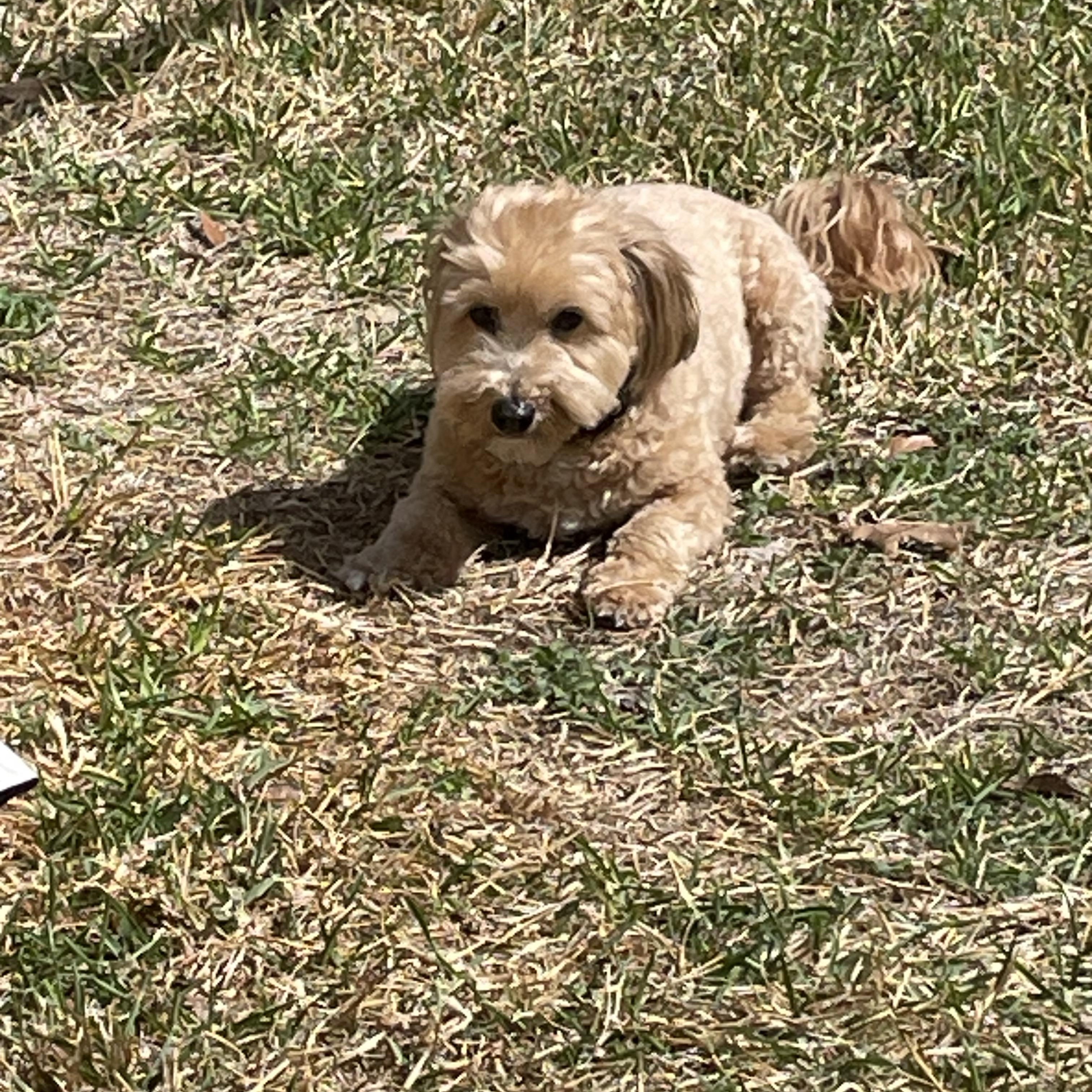 Enlarge Winston, an adopted Havanese in Austin, TX image 2/4