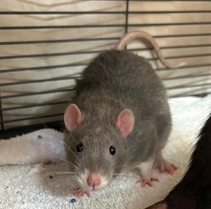 Spike, ADOPTABLE, Young Male Rat.