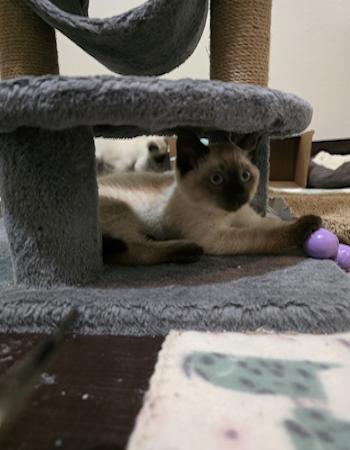 Biscuit, ADOPTABLE, Kitten Male Siamese.
