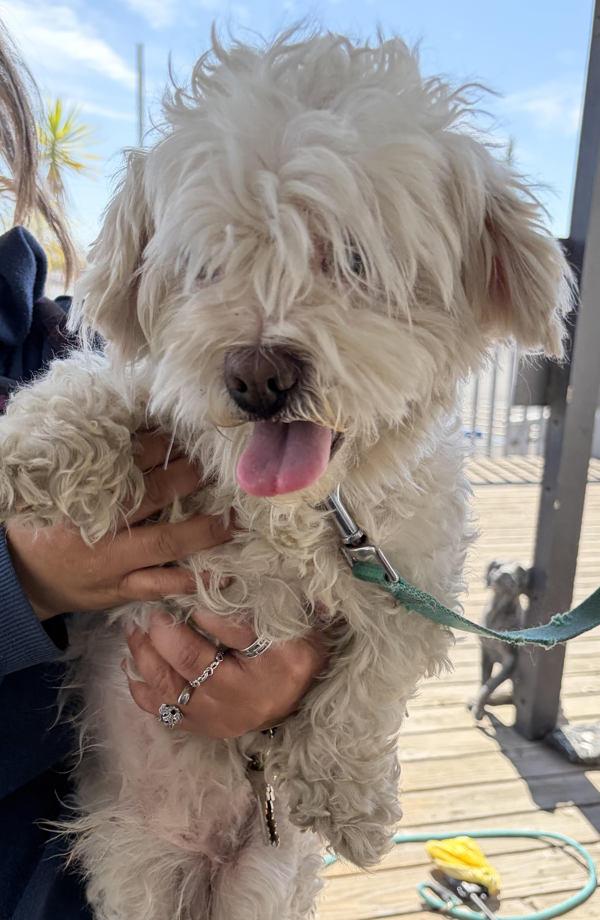 Phil Collins, Adoptable, Adult Male Shih Tzu.