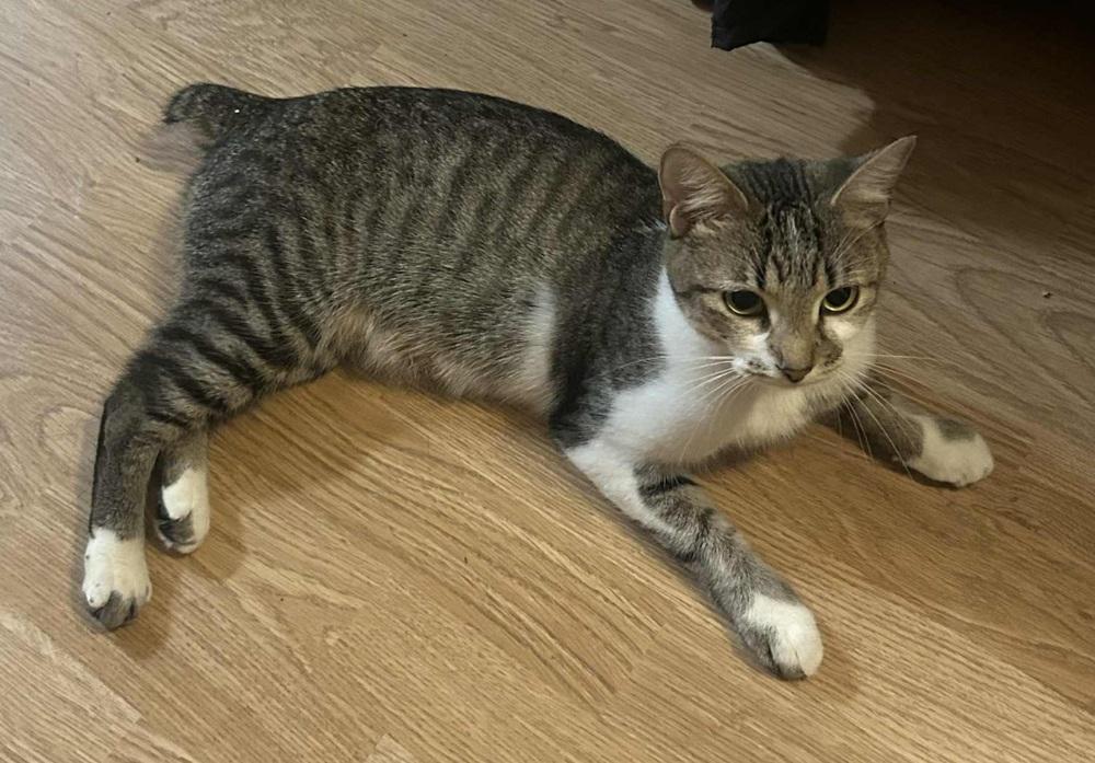 Enlarge Feather, a Adoptable mixed breed in Homer Glen, IL image 2/5