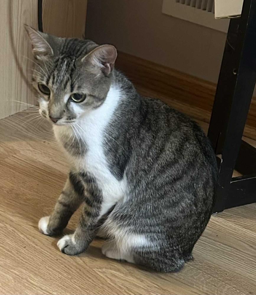 Enlarge Feather, a Adoptable mixed breed in Homer Glen, IL image 4/5