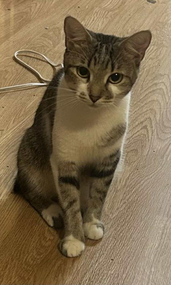 Enlarge Feather, a Adoptable mixed breed in Homer Glen, IL image 5/5