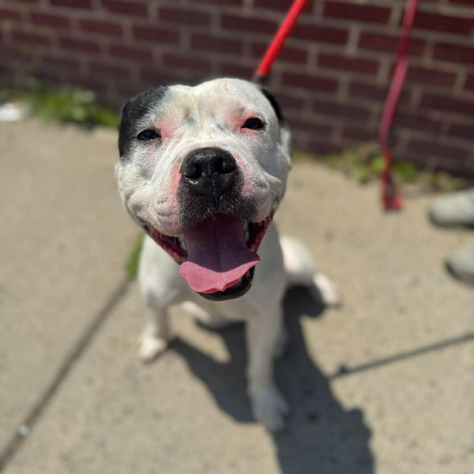 Tomaso, ADOPTABLE, Young Male Pit Bull Terrier.