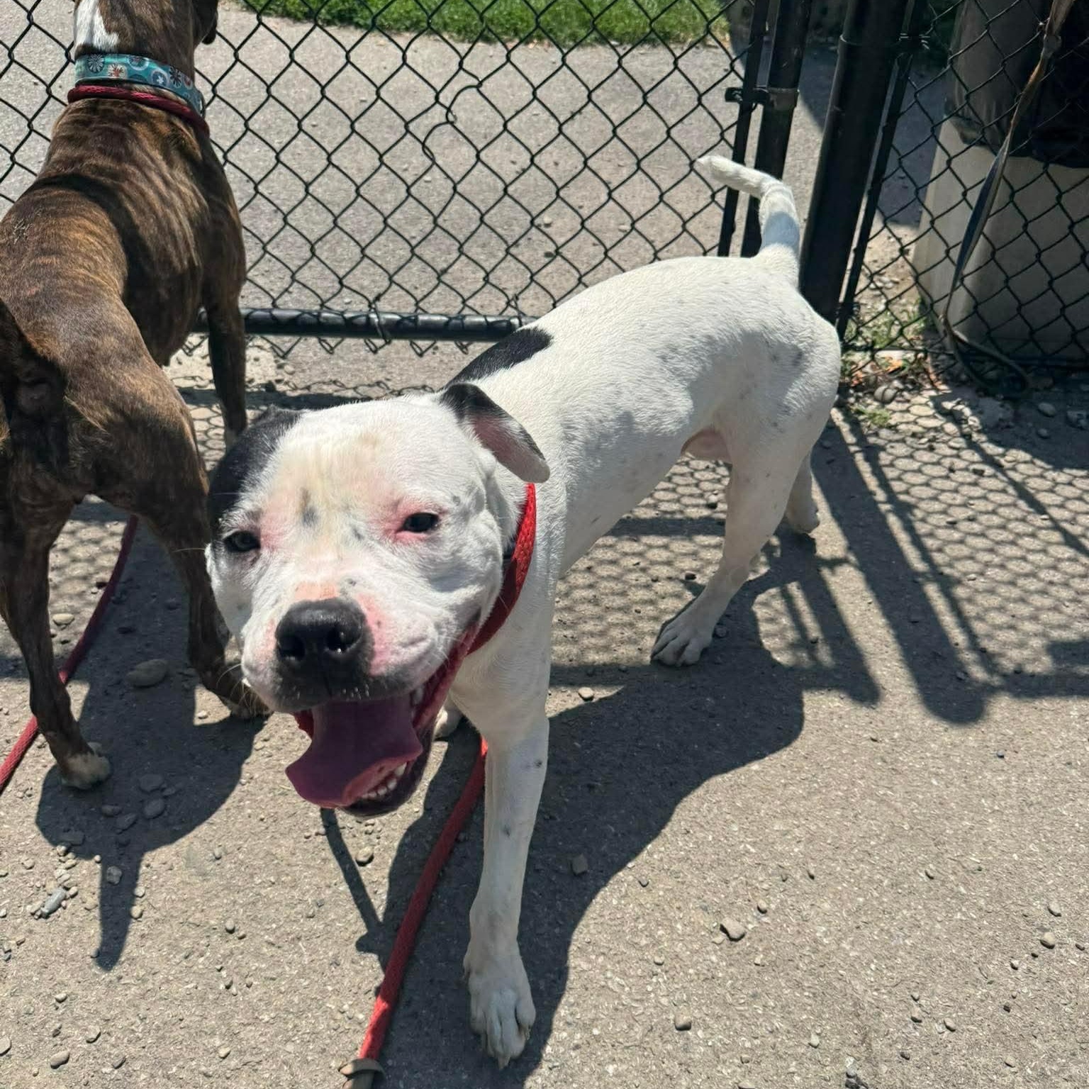 Tomaso, a ADOPTABLE mixed breed in Buffalo, NY image 2/4