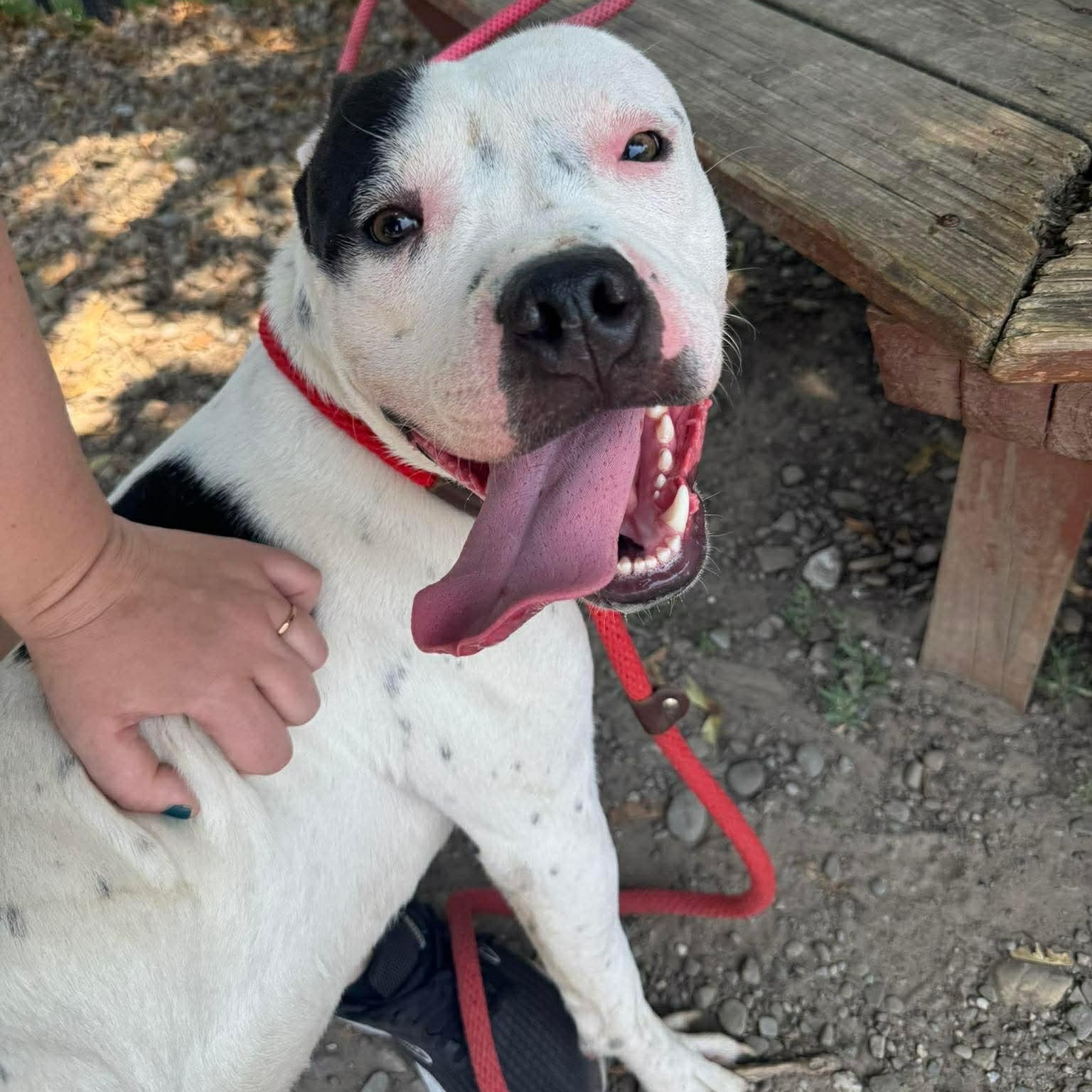 Tomaso, a ADOPTABLE mixed breed in Buffalo, NY image 3/4
