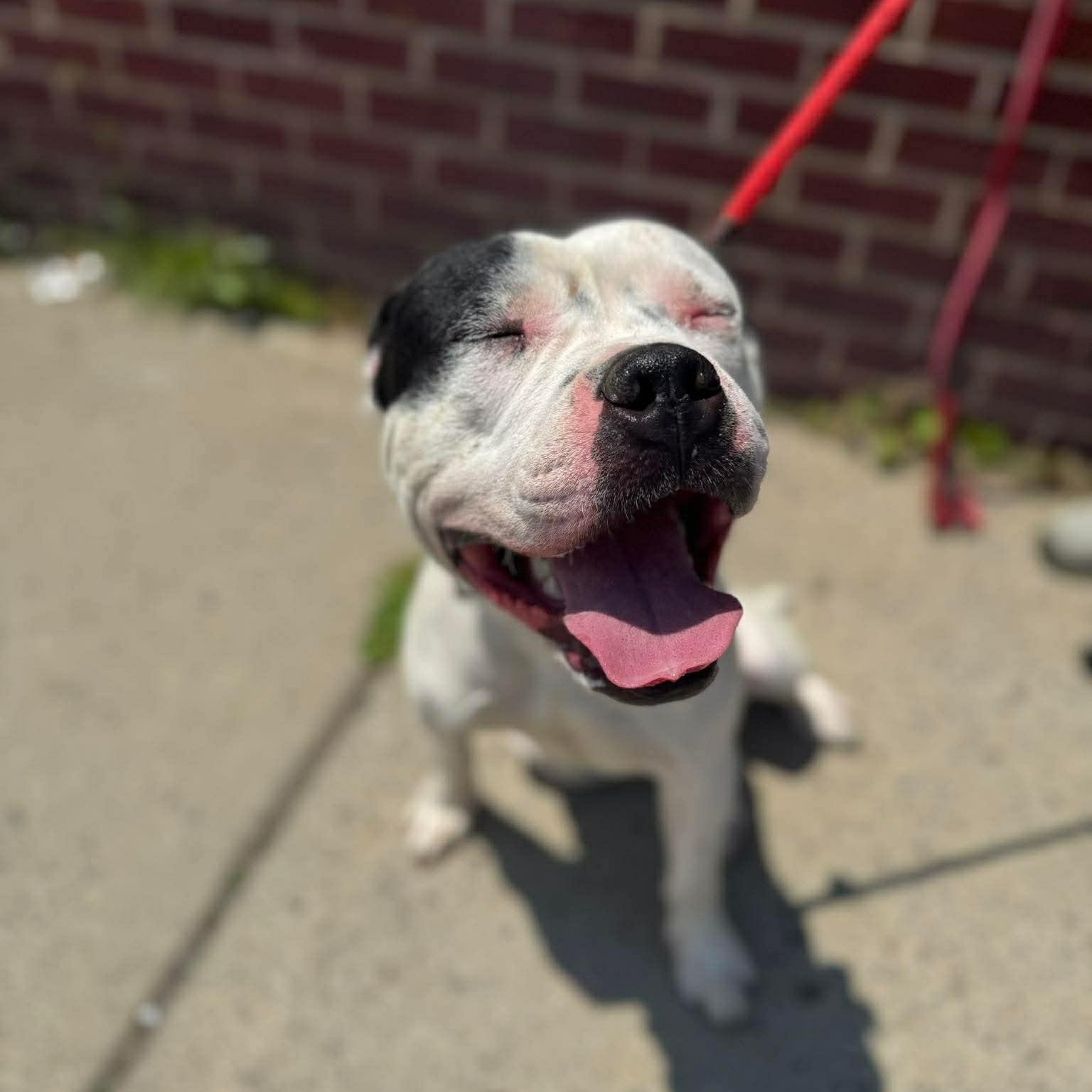 Tomaso, a ADOPTABLE mixed breed in Buffalo, NY image 4/4