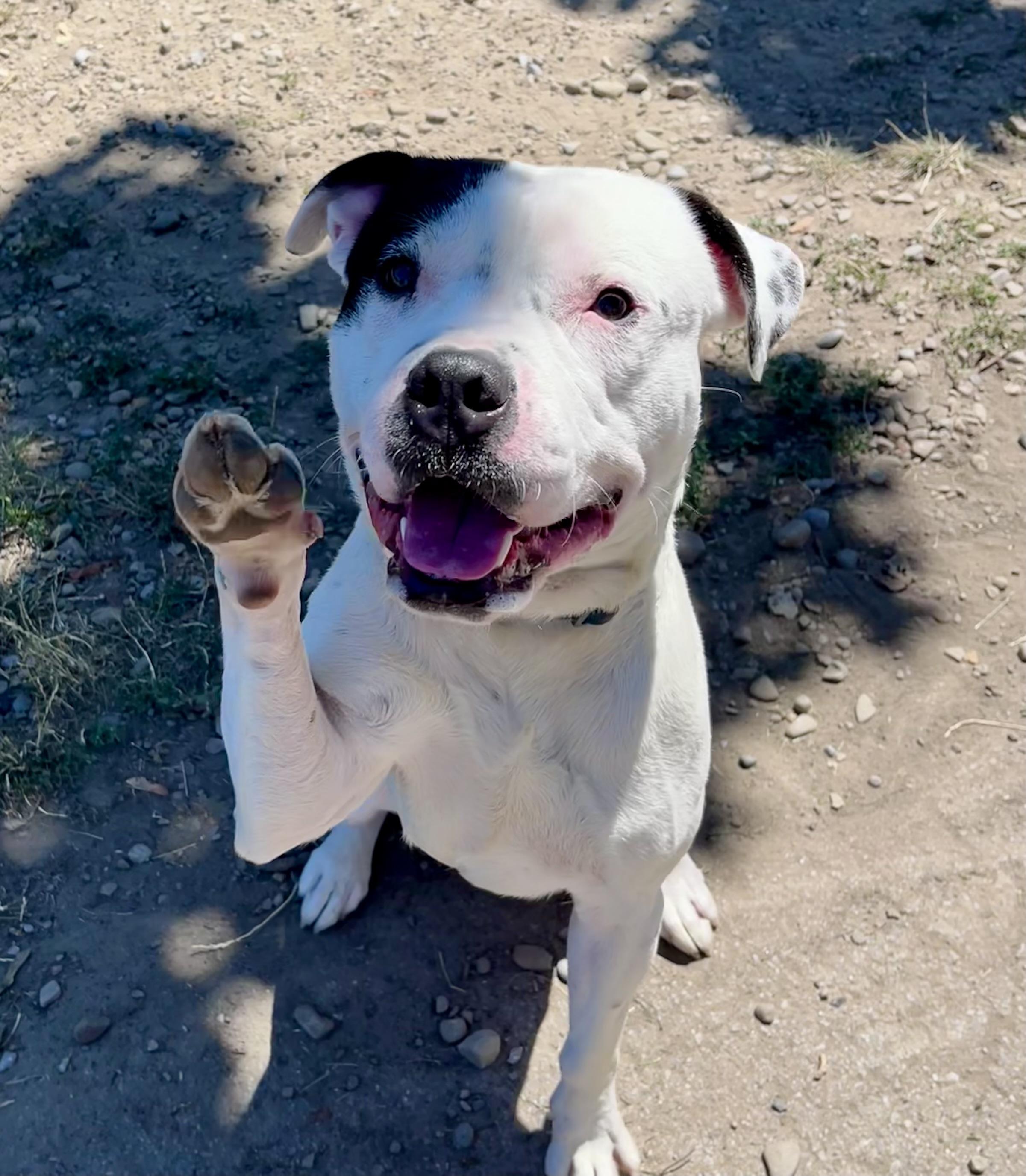 Tomaso, ADOPTABLE, Young Male Pit Bull Terrier.