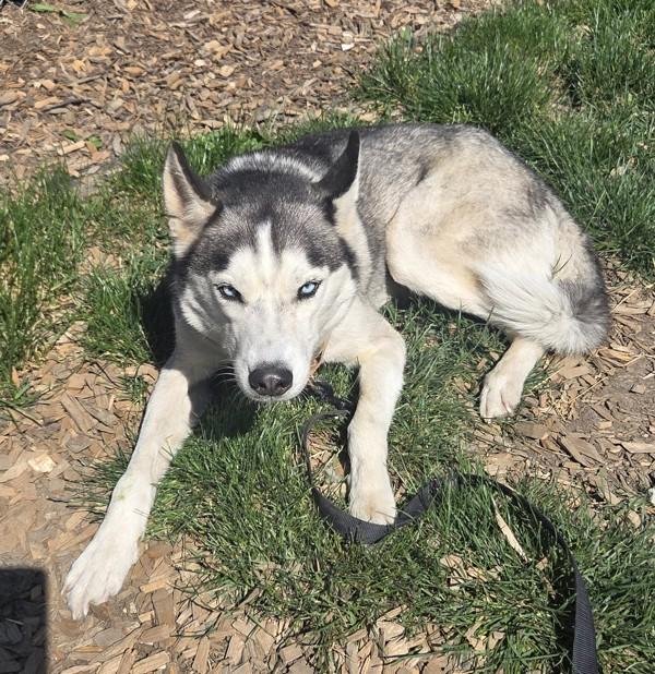Enlarge Maverick, a Adoptable mixed breed in Salem, OR image 1/1