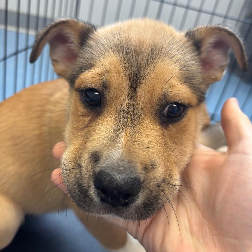 Kraken — thumbnail 2