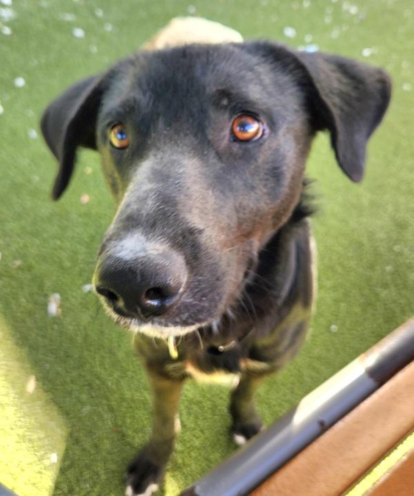 Enlarge Leorio, a Adoptable mixed breed in Austin, TX image 1/6