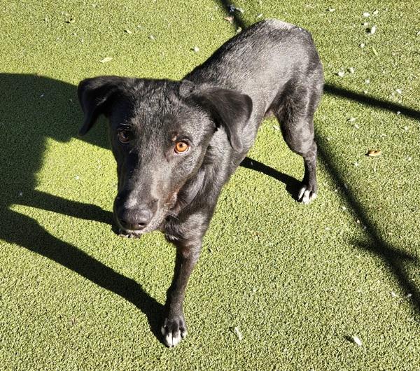 Enlarge Leorio, a Adoptable mixed breed in Austin, TX image 5/6