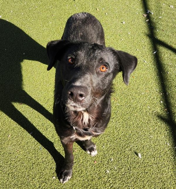 Enlarge Leorio, a Adoptable mixed breed in Austin, TX image 6/6