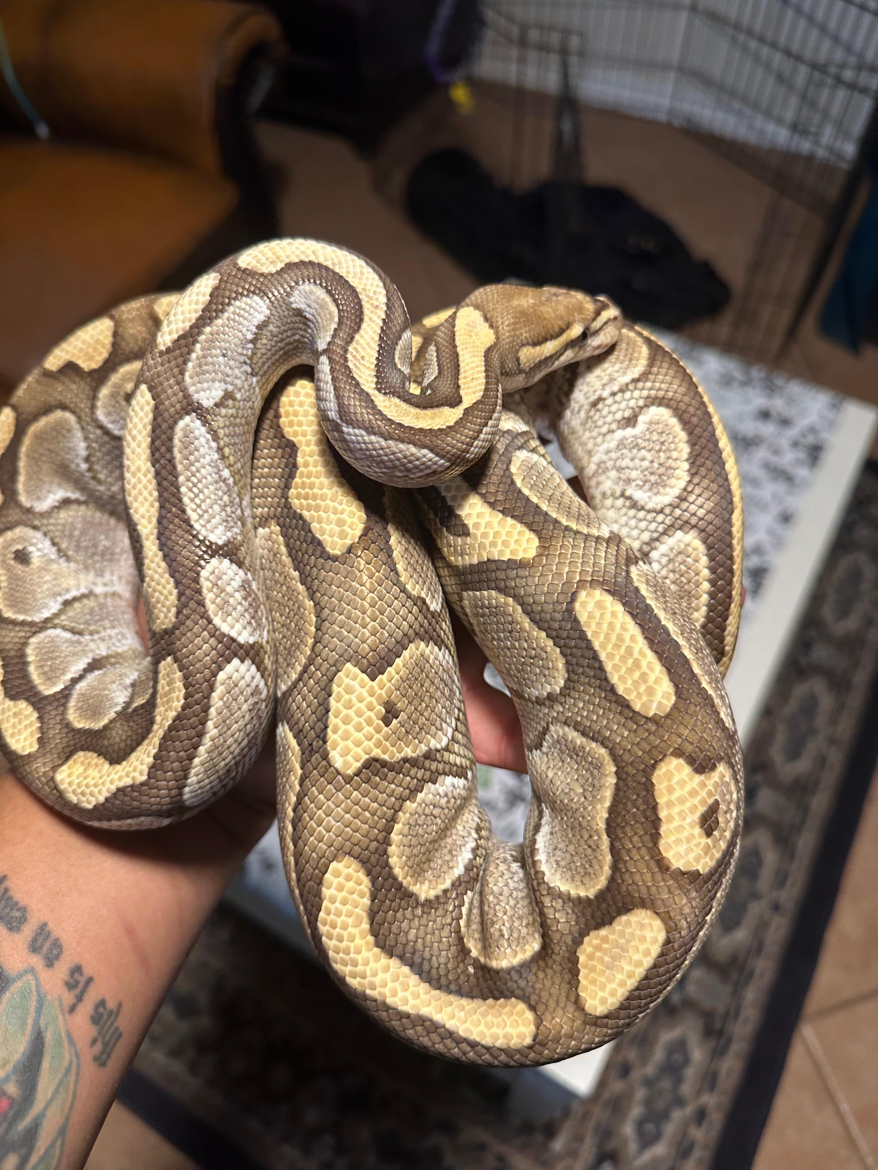 Sahara