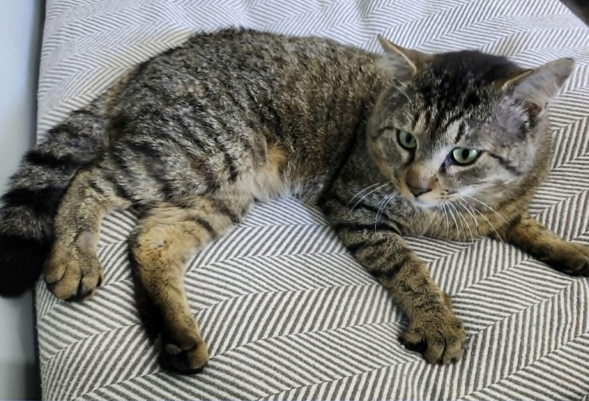 Enlarge DALTON, a Adoptable Domestic Short Hair in Campbell River, BC image 6/6