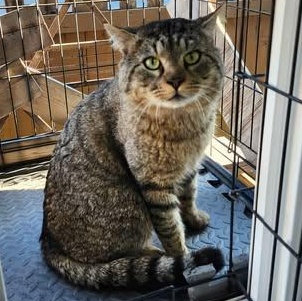 Enlarge DALTON, a Adoptable Domestic Short Hair in Campbell River, BC image 2/6