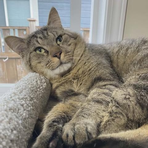 DALTON, an adoption pending Domestic Short Hair in Campbell River, BC image 4/6