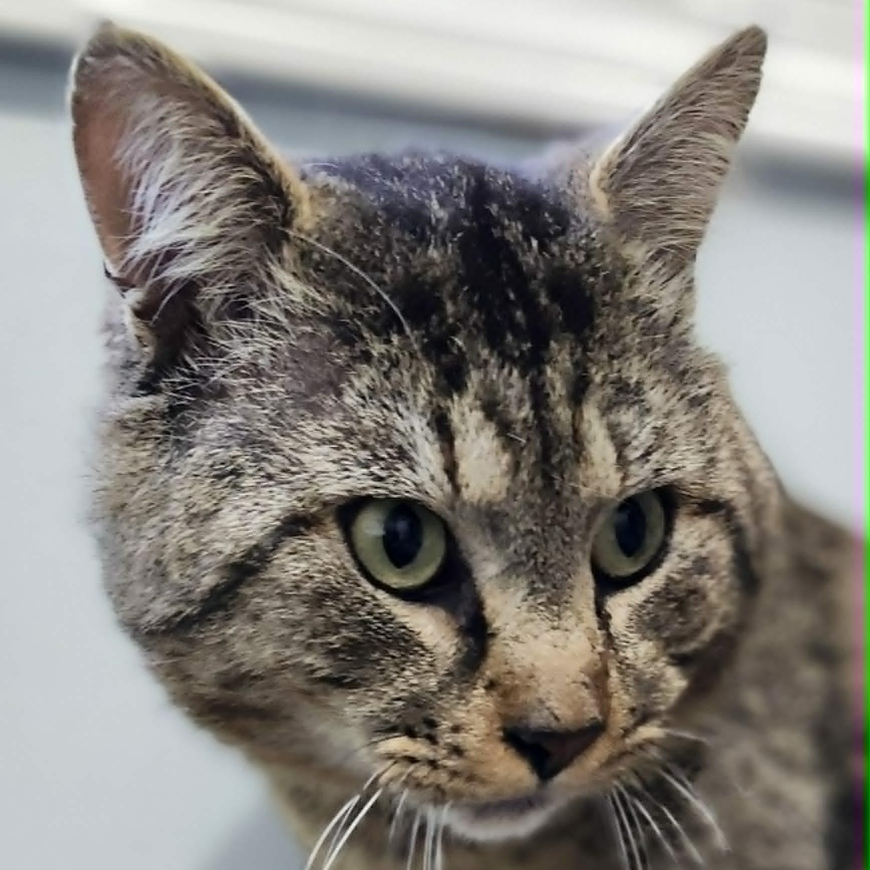 Enlarge DALTON, a Adoptable Domestic Short Hair in Campbell River, BC image 4/6