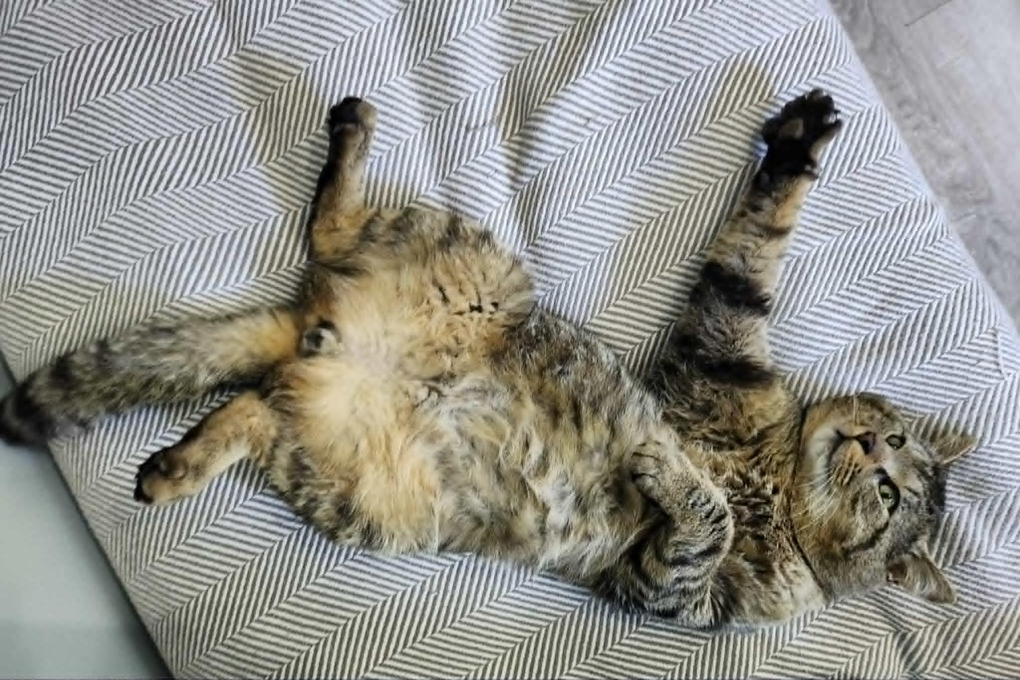 Enlarge DALTON, a Adoptable Domestic Short Hair in Campbell River, BC image 5/6
