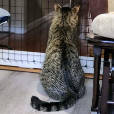 Enlarge DALTON, a Adoptable Domestic Short Hair in Campbell River, BC image 3/6